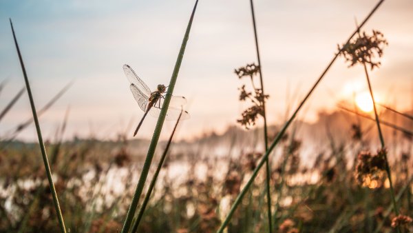 PHB Libelle See Artenvielfalt