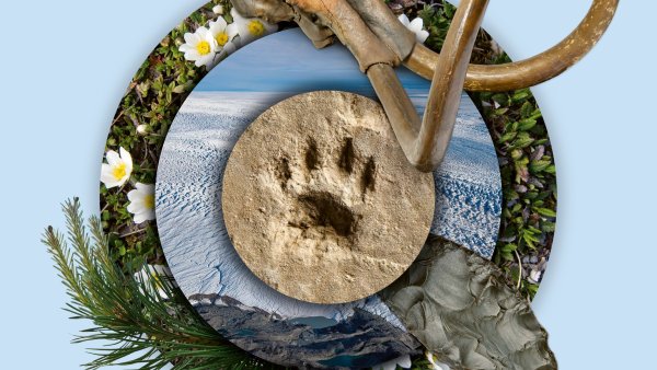 Ein Pfotenabdruck, ein Mammutskellet im Zentrum eines Plakatmotivs