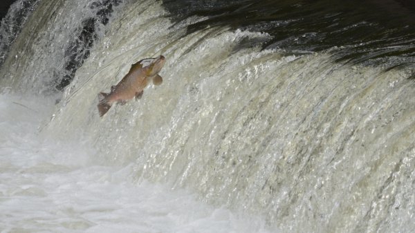 Ein Lachs springt gegen den Strom flussaufwärts