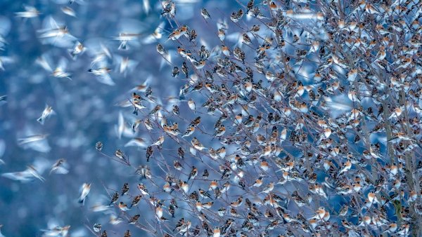 Bergfinken aus Bad Berleburg, Bislicher Insel in Xanten und Höhenfelder See in Köln – dies sind die Gewinner-Motive des diesjährigen Fo-towettbewerbs 