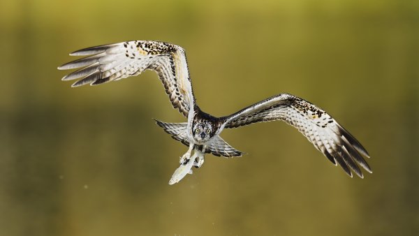 Fischadler mit ausgebreiteten Flügeln und Blick direkt in die Kamera, der Hintergrund ist grün-gelb verschwommen
