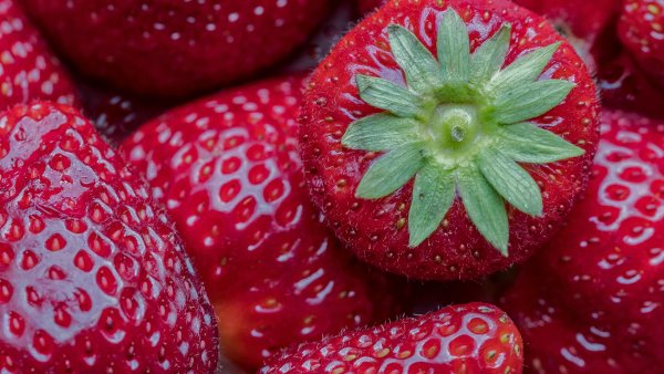 Nahaufnahme mehrerer frischer, glänzender Erdbeeren mit sichtbaren Kernen und saftiger Oberfläche. Eine Erdbeere liegt mit ihrer grünen Blattkrone nach oben und hebt sich deutlich von den anderen ab.