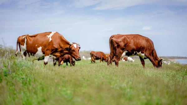 Kühe auf einer Weide