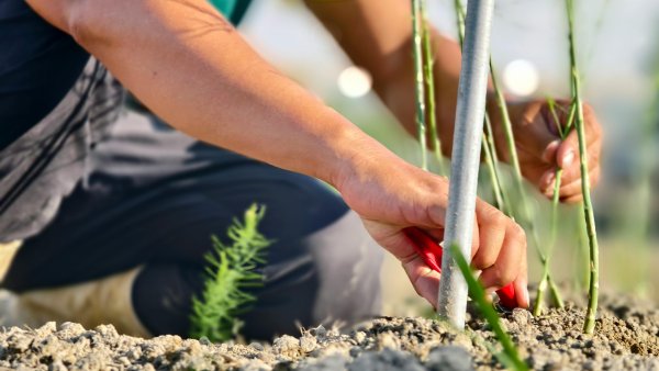 man sieht den Oberkörper eines Arbeiters auf einem Feld, wie er in der rechten Hand etwas rotes hält und mit der linken hand eine Pflanze einsetzt.