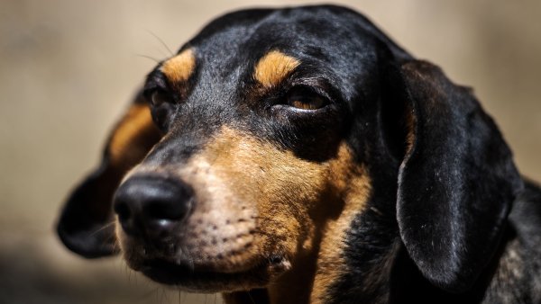 Nahaufnahme eines schwarz-braunen Hundes mit aufmerksamem Blick und hängenden Ohren. Der Hund ist im Sonnenlicht fotografiert, während der Hintergrund unscharf bleibt.