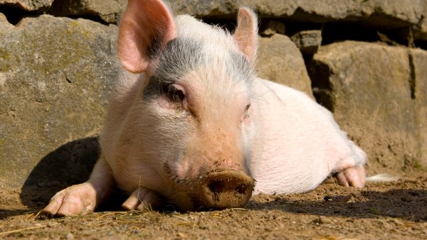 PHB Schwein Ferkel süß