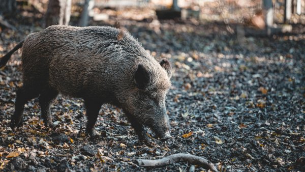 Ein Wildschweine schnüffeln auf Waldboden mit Stöcken und Blätternas