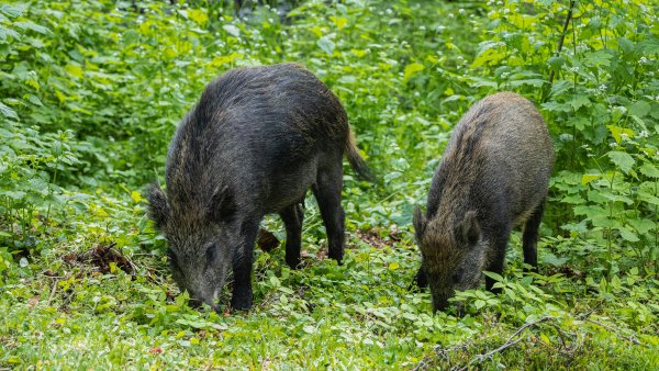 zwei Wildschweine schnüffeln umringt von Büschen im Gras