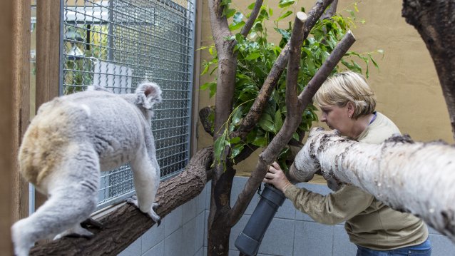 TatKraft-Einsatz von Ministerpräsidentin Kraft im Koala-Gehege des Duisburger Zoos.