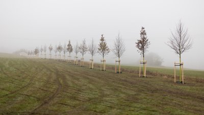 Ministerpräsident Hendrik Wüst pflanzt Erinnerungsbaum im Gedenken an die Opfer der Hochwasserkatastrophe in Nordrhein-Westfalen