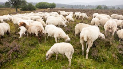 Die Ministerpräsidenten Wüst und Rhein wandern von Willingen nach Winterberg