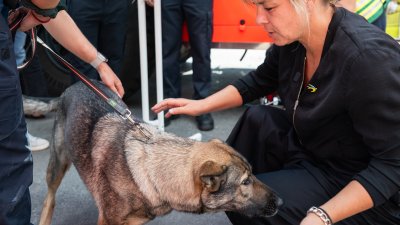 Wirtschaftsministerin Mona Neubaur streichelt einen Einsatz-Hund