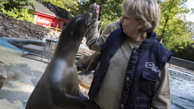 TatKraft-Einsatz von Ministerpräsidentin Hannelore Kraft im Duisbuger Zoo. Im Gehege der Seelöwen.