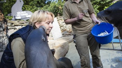 TatKraft-Einsatz von Ministerpräsidentin Hannelore Kraft im Duisburger Zoo. Im Gehege der Seelöwen.