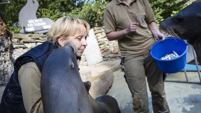 TatKraft-Einsatz von Ministerpräsidentin Hannelore Kraft im Duisburger Zoo. Im Gehege der Seelöwen.