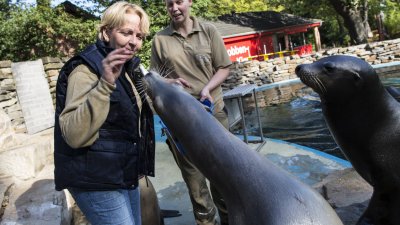 TatKraft-Einsatz von Ministerpräsidentin Hannelore Kraft im Duisbuger Zoo. Im Gehege der Seelöwen. Mit Tierpflegerin Karin Schwarze.