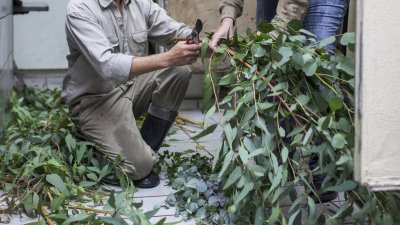 TatKraft-Einsatz von Ministerpräsidentin Hannelore Kraft im Duisburger Zoo. Aufbereitung des Futters im Koala-Gehege.