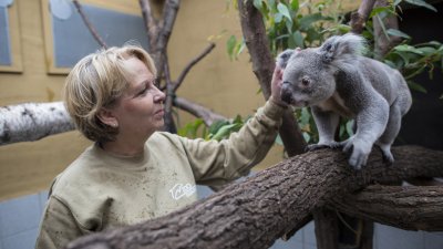  TatKraft-Einsatz von Ministerpräsidentin Hannelore Kraft im Koala-Gehege des Duisburger Zoos.