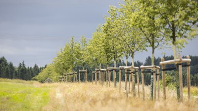 Begegnung mit Angehörigen von Opfern der Flutkatastrophe 2021 an den zu deren Ehren gepflanzten Bäumen in Blankenheimerdorf