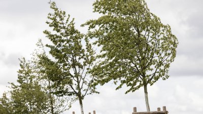 Begegnung mit Angehörigen von Opfern der Flutkatastrophe 2021 an den zu deren Ehren gepflanzten Bäumen in Blankenheimerdorf