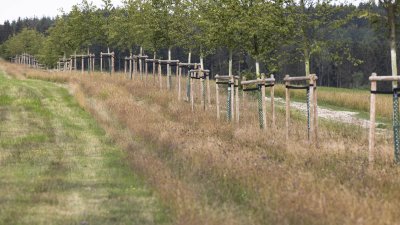 Begegnung mit Angehörigen von Opfern der Flutkatastrophe 2021 an den zu deren Ehren gepflanzten Bäumen in Blankenheimerdorf