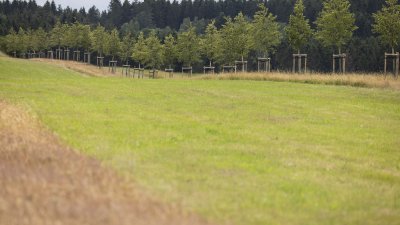 Begegnung mit Angehörigen von Opfern der Flutkatastrophe 2021 an den zu deren Ehren gepflanzten Bäumen in Blankenheimerdorf