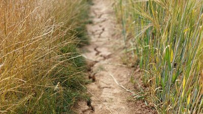 Ackerboden mit grünen Halmen rechts und links. Der Boden ist von Rissen durch Trockenheit übersät