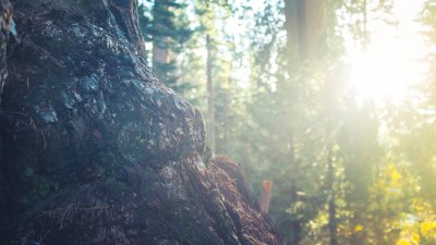 PHB Baumstamm Licht Wald