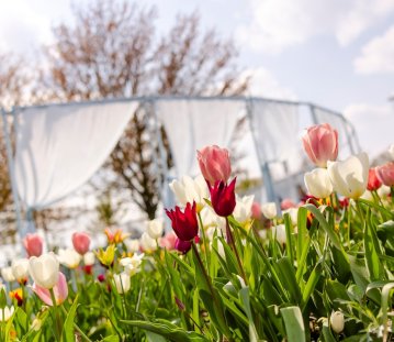 Tulpen in Weiß, Rosa und Rot rahmen eine leichte, pavillonartige Kunstinstallation mit weißen Stoffbahnen auf der Landesgartenschau Neuss 2026, aufgenommen aus niedriger Perspektive bei sonnigem Frühlingswetter