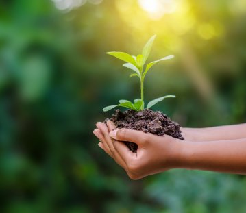 phb Nachhaltigkeit, Hand hält junge Pflanze, Umwelt (2021)