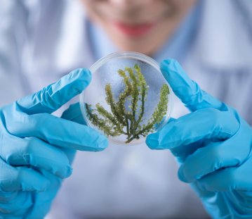 Forschender hält Petrischale vor sich mit beiden Händen, an denen er blaue Handschuhe trägt. in der Petrischale ist ein Stück Alge zu sehen.