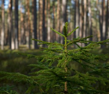 Tannensetzling im Wald