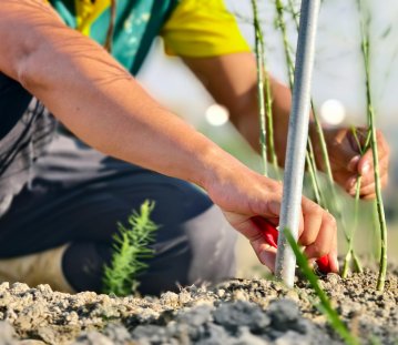 man sieht den Oberkörper eines Arbeiters auf einem Feld, wie er in der rechten Hand etwas rotes hält und mit der linken hand eine Pflanze einsetzt.