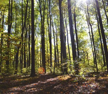 phb Wald
