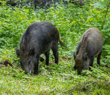 zwei Wildschweine schnüffeln umringt von Büschen im Gras