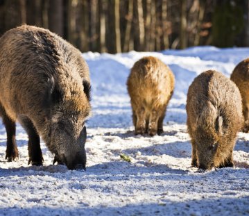 Wildschweine Wald Winter