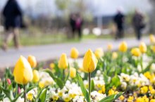 Ministerpräsident Hendrik Wüst eröffnet die Landesgartenschau 2023 in Höxter