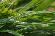 auf einem Grasbüschel glänzen viele Wassertropfen