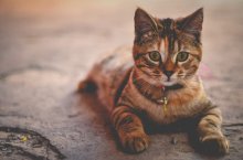 Eine Katze mit einem Halsband mit Anhänger liegt auf dem Asphalt