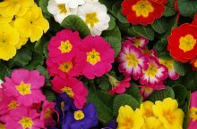 phb Blumen_Garten