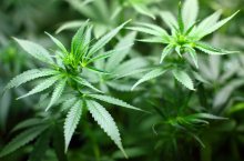 Cannabis