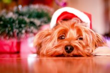 Ein Hund liegt unter einem Weihnachtsbaum und guckt traurig