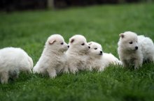 Fünf weiße Hundewelpen sitzen auf einer Wiese