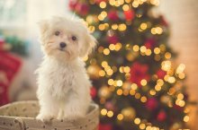 Ein traurig guckender Hundewelpen sitzt vor einem Weihnachstbaum