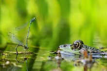 Fotowettbewerb „Lebendige Gewässer in Nordrhein-Westfalen“