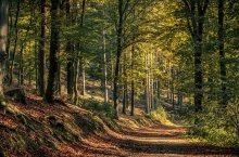 Bild mit Waldweg