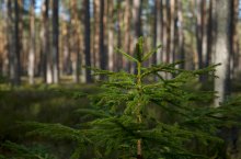 Tannensetzling im Wald