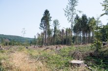PHB Königsforster Wald bei Köln