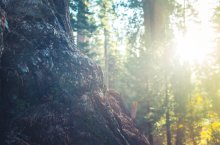 PHB Baumstamm Licht Wald