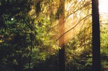 PHB Wald Licht